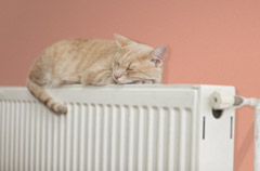 cat on radiator